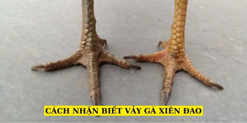 cach-nhan-biet-vay-ga-xien-dao