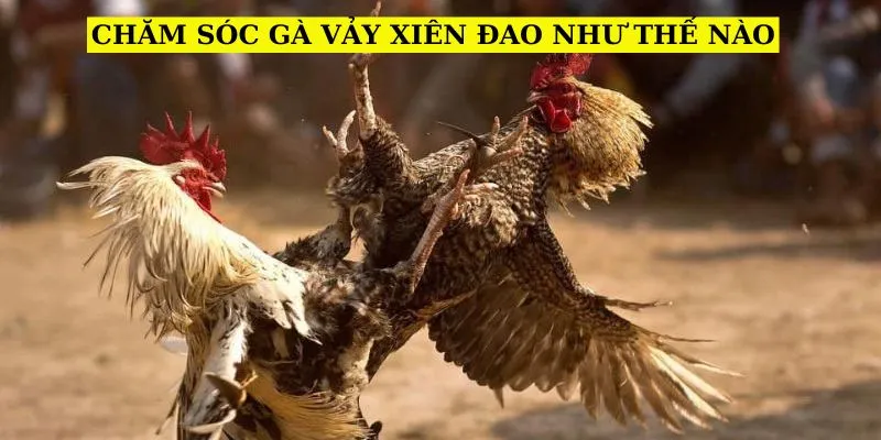 cham-soc-vay-ga-xien-dao-nhu-the-nao