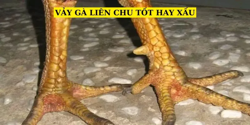 vay-ga-lien-chu-tot-hay-xau